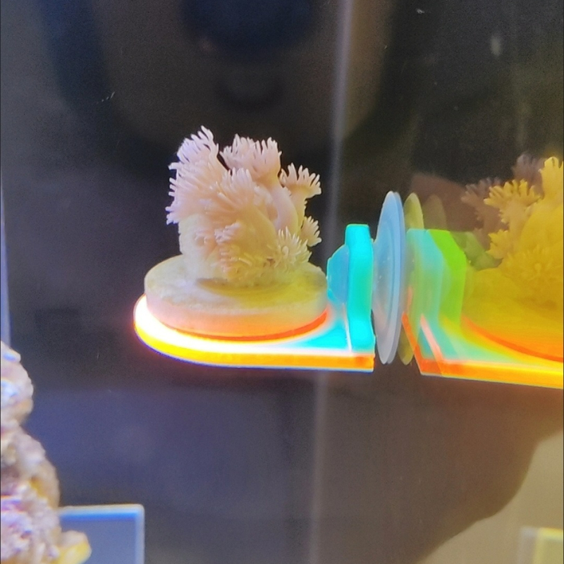 Renk Rastgele Mercan Frag Tutu - Aquarium Marine Color incelemesi ve fiyatı